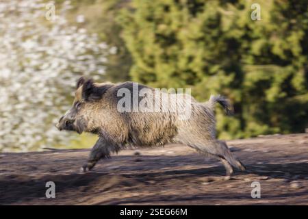 Ein Wildschwein (Sus scrofa) läuft über eine Lichtung Stockfoto