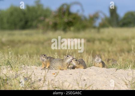 Europäisches Bodenhörnchen (Spermophilus citellus) oder europäisches Souslik, das auf Sand und in hohem Gras sitzt und sich von Samen ernährt Stockfoto