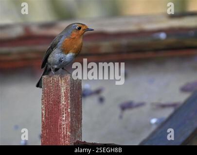 Europäische Robin (Erithacus rubecula), Aves, Dumfries, UK, 3 gezählt. Stockfoto