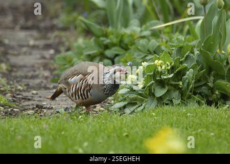 Roter oder französischer Rebhühner (Alectoris rufa) erwachsener Vogel auf einem städtischen Gartenrasen, England, Vereinigtes Königreich, Europa Stockfoto