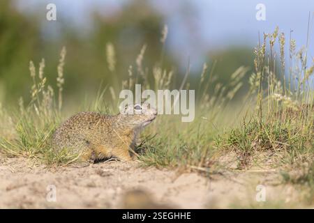 Europäisches Bodenhörnchen (Spermophilus citellus) oder europäisches Souslik, das auf Sand und in hohem Gras sitzt und sich von Samen ernährt Stockfoto