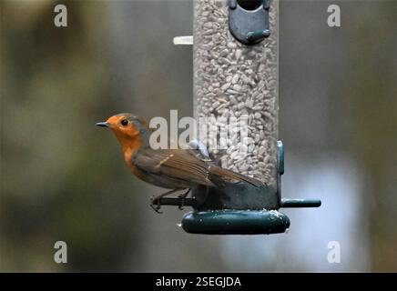 Europäische Robin (Erithacus rubecula), Aves, Dumfries, UK, 3 gezählt. Stockfoto