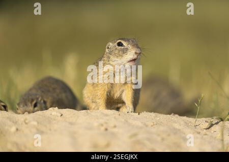 Europäisches Bodenhörnchen (Spermophilus citellus) oder europäisches Souslik, das auf Sand und in hohem Gras sitzt und sich von Samen ernährt Stockfoto