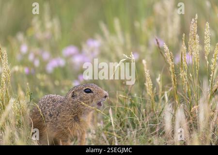 Ein europäisches Bodenhörnchen (Spermophilus citellus) oder europäischer Souslik, der in hohem Gras sitzt und einige Blumen im Hintergrund hat Stockfoto