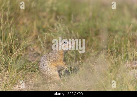 Europäisches Bodenhörnchen (Spermophilus citellus) oder europäisches Souslik, das auf Sand und in hohem Gras sitzt und sich von Samen ernährt Stockfoto