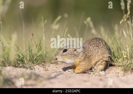 Europäisches Bodenhörnchen (Spermophilus citellus) oder europäisches Souslik, das auf Sand und in hohem Gras sitzt und sich von Samen ernährt Stockfoto