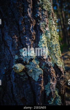 Eine detaillierte Nahaufnahme einer Tannenstamm farbigen Flechte im Küstenwald, in der Nähe des Atlantischen Ozeans Stockfoto