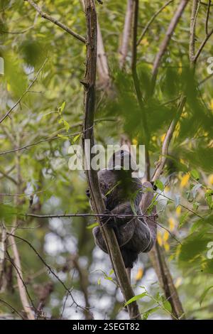 Ein gewöhnlicher Wollaffen, brauner Wollaffen oder Humboldts Wollaffen (3) (Lagothrix lagothricha) klettert in einen Baum Stockfoto