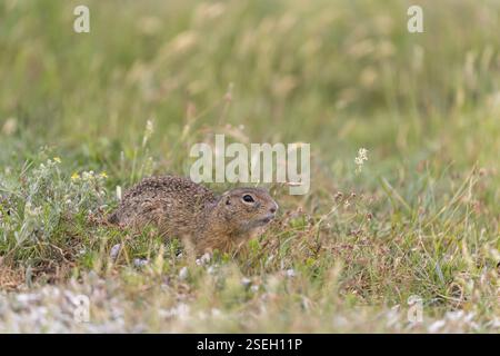 Ein Europäisches Bodenhörnchen (Spermophilus citellus) oder europäischer Souslik, der in hohem Gras sitzt Stockfoto