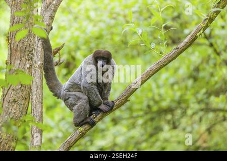 Ein gewöhnlicher Wollaffen, brauner Wollaffen oder Humboldts Wollaffen (Lagothrix lagothricha) sitzt in einem Baum Stockfoto