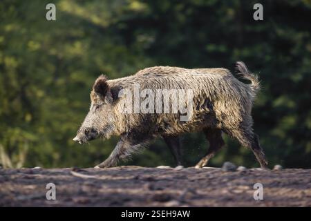 Ein Wildschwein (Sus scrofa) läuft über eine Lichtung Stockfoto