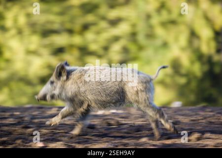 Ein Wildschwein (Sus scrofa) läuft über eine Lichtung Stockfoto