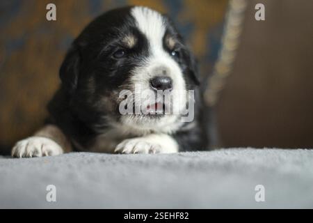 Porträt eines kleinen Welpen, der auf weißem Hintergrund liegt und schläft Stockfoto
