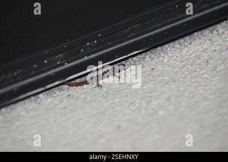 Haitianische Ashy Gecko (Sphaerodactylus elegans punctatissimus), Reptilia, Camp-Perrin, Haiti Stockfoto