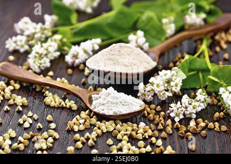 Buchweizenmehl aus grünem und braunem Getreide in zwei Löffeln, frische Blumen und Buchweizenblätter auf dem Hintergrund eines dunklen Holzbretts Stockfoto