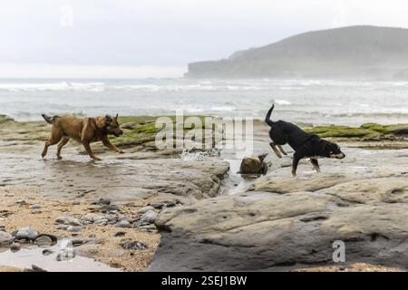Bild von zwei Hunden, die am Strand spielen und rennen Stockfoto