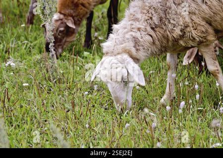 Braune und weiße Schafe grasen auf grünem Gras auf der Wiese Stockfoto