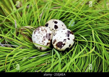 Drei entdeckt Wachtel Eiern in ein Nest von grünen Rasen Stockfoto