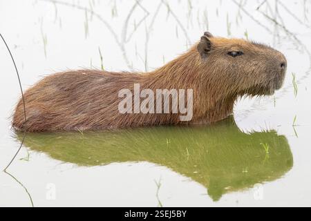 Capybara oder Capybara (Hydrochoerus hydrochaeris), Schwimmen, Reflexion, Pantanal, Binnenland, Feuchtgebiet, UNESCO-Biosphärenreservat, Weltkulturerbe, Feuchtgebiet Stockfoto