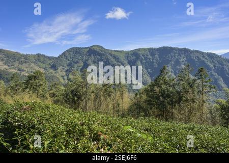 Teeplantage, Terrassen, Berglandschaft in der Gemeinde Zhuqi südwestlich von Alishan, Chiayi County, Taiwan, Asien Stockfoto