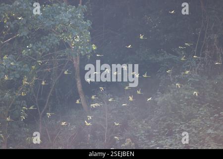 Schiefersittich (Psittacula himalayana), Aves, Puranchour 33700, Nepal Stockfoto