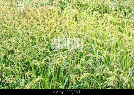 Reifung Hirse ährchen Hirse vor dem hintergrund der grünen Blätter und Gras Stockfoto