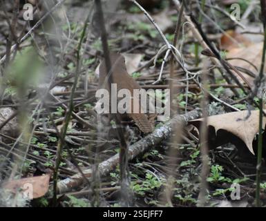 Troglodytes Wrens (Troglodytes), Aves, Alachua County, FL, USA Stockfoto