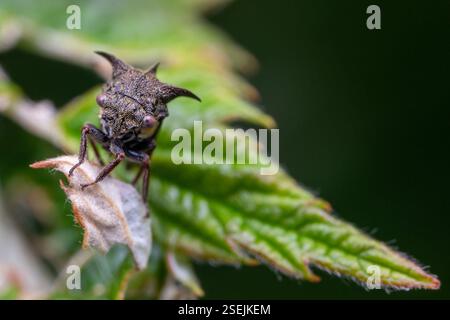 Dreihörner Baumstampfer (Acanthuchus trispinifer), Insecta, Te Waipounamu/Südinsel, Tākaka, Tasman, NZ Stockfoto