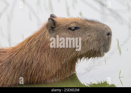 Capybara oder Capybara (Hydrochoerus hydrochaeris), Tierporträt, Schwimmen, Pantanal, Inland, Feuchtgebiet, UNESCO-Biosphärenreservat, Weltkulturerbe, WE Stockfoto