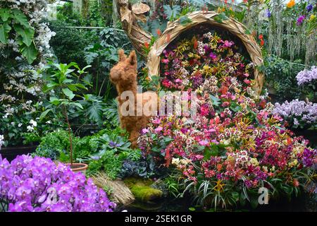Orchideen in Kew beim von Peru inspirierten Blumenfest in London der Eintritt in den königlichen Garten ist für Mitglieder kostenlos und beinhaltet einen Besuch der jährlichen Orchideenshow Stockfoto