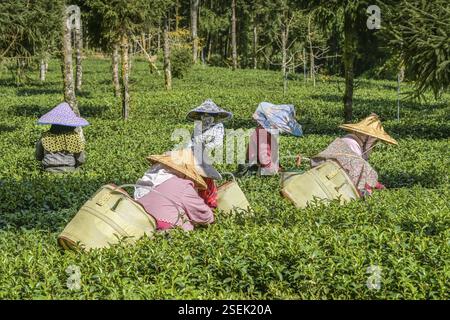 Frauen, die Tee ernten, Oolong Tee, Teefeld in der Gemeinde Zhuqi südwestlich von Alishan, Chiayi County, Taiwan, Asien Stockfoto