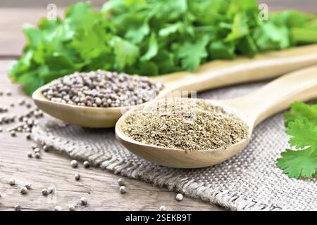 Koriandersamen und Boden in zwei Löffel auf Sackleinen, Grün Frischer Koriander auf dem Hintergrund einer alten hölzernen Board Stockfoto