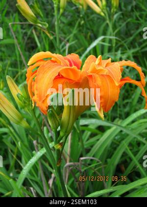 (Hemerocallis fulva kwanso), Plantae, Bezirk uMgungundlovu, Südafrika, Orange Taglily (Hemerocallis fulva 'Kwanso') Karkloof Rd, nahe Ambey Valley, Howick. Daylily unterhalb des Amber-Glen-Damms wächst in breitem Überfluss. Der Boden ist hier nass. Könnte in der Vergangenheit abgesetzt worden sein, aber die Zahl deutet darauf hin, dass sie jetzt invasiv sind, vgl. US-Name Ditch Lily. Stockfoto