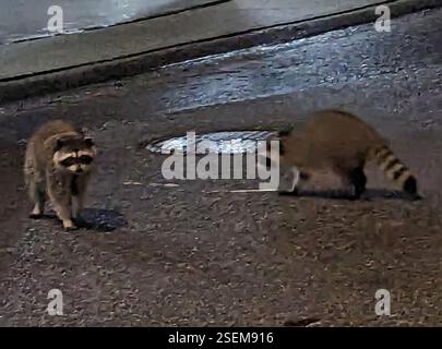 Gemeinsamer Waschbär (Procyon lotor), Mammalia, Greater Vancouver, CA-BC, CA, Gruppe von 4 Personen, die zusammen reisen. Einer schien etwas größer als die anderen drei, also nehme ich an, Eltern und Kinder. Stockfoto