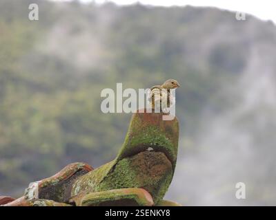 Safranfinke (Sicalis flaveola), Aves, Araras, Petrópolis - RJ, Brasilien Stockfoto