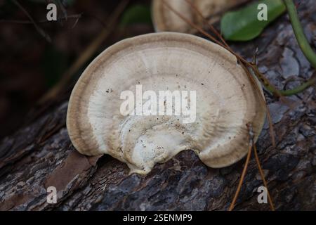 Unterseite des Schelfpilzes, der auf Baumstämmen wächst Stockfoto