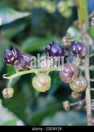 Tree Tutu (Coriaria arborea), Plantae, Arrowtown, Neuseeland Stockfoto