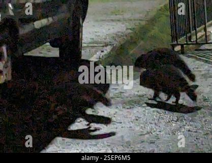 Gemeinsamer Waschbär (Procyon lotor), Mammalia, Greater Vancouver, CA-BC, CA, Gruppe von 4 Personen, die zusammen reisen. Einer schien etwas größer als die anderen drei, also nehme ich an, Eltern und Kinder. Stockfoto