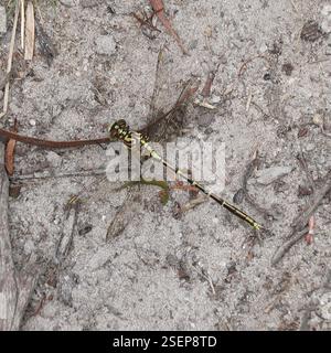 Gelb gestreifter Jäger (Austrogomphus guerini), Insecta, Powranna Nature Reserve, Powranna, Tasmanien, Australien, gesehen im Powranna Nature Reserve. Stockfoto