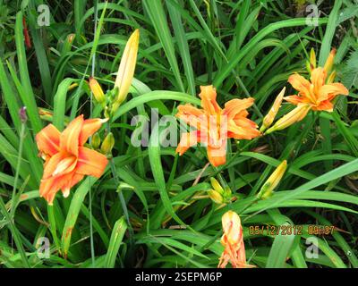 (Hemerocallis fulva kwanso), Plantae, Bezirk uMgungundlovu, Südafrika, Orange Taglily (Hemerocallis fulva 'Kwanso') Karkloof Rd, nahe Ambey Valley, Howick. Daylily unterhalb des Amber-Glen-Damms wächst in breitem Überfluss. Der Boden ist hier nass. Könnte in der Vergangenheit abgesetzt worden sein, aber die Zahl deutet darauf hin, dass sie jetzt invasiv sind, vgl. US-Name Ditch Lily. Stockfoto
