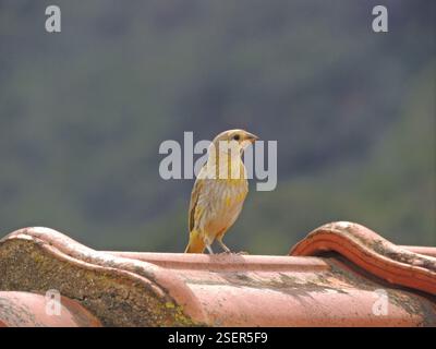 Safranfinke (Sicalis flaveola), Aves, Araras, Petrópolis - RJ, Brasilien Stockfoto
