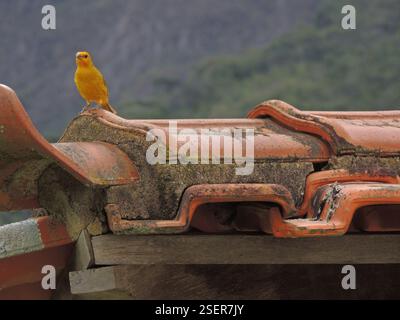Safranfinke (Sicalis flaveola), Aves, Araras, Petrópolis - RJ, Brasilien Stockfoto