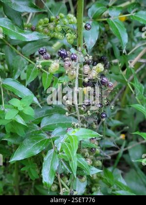 Tree Tutu (Coriaria arborea), Plantae, Arrowtown, Neuseeland Stockfoto