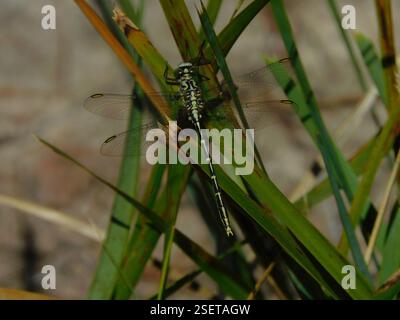Gelb gestreifter Hunter (Austrogomphus guerini), Insecta, Hobart TAS, Australien Stockfoto