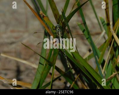 Gelb gestreifter Hunter (Austrogomphus guerini), Insecta, Hobart TAS, Australien Stockfoto