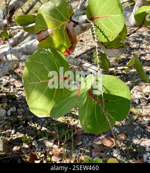 Seertraube (Coccoloba uvifera), Plantae, Carretera Playa Larga-Playa Girón, Matanzas, CU, Seertraube (Coccoloba uvifera) ist eine blühende Pflanze aus der Familie der Buchweizen, Polygonaceae. Sie ist an Küstenstränden im tropischen Amerika und in der Karibik beheimatet und dient als Dünenstabilisator und schützender Lebensraum für kleine Tiere. Hohe Traubenpflanzen hinter den Stränden verhindern, dass Meeresschildkröten von Lichtern von nahe gelegenen Gebäuden abgelenkt werden. Der sap wurde zum Färben und Gerben von Leder verwendet. Das Holz wurde gelegentlich in Möbeln, als Brennholz oder zur Herstellung von Holzkohle verwendet. Stockfoto