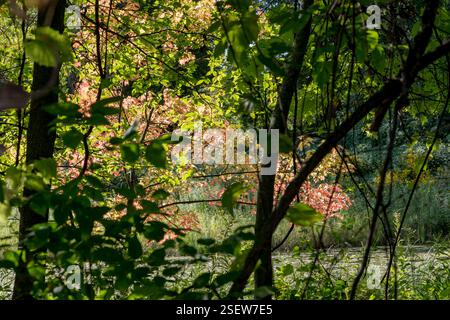 Little Canada; Minnesota. Gervais Park. Blick durch die Bäume auf bunte Ahornblätter im Herbst. Stockfoto
