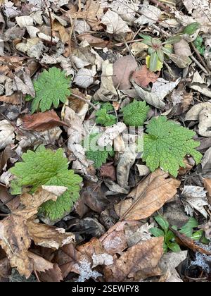 Mutterkraut (Leonurus cardiaca), Plantae, Lincoln Park Zoo, Chicago, IL, US Stockfoto