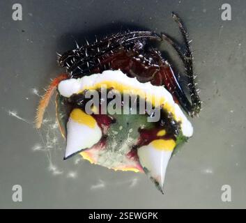 Zweidornige Spinne (Poecilopachys australasia), Arachnida, Auckland, Mt Albert, 16 Jesmond Terrace, auf grauem Metallzaun sitzend (eher daran gewöhnt, diese auf Blättern lauern zu sehen). Stockfoto