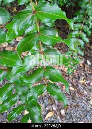 Baum Tutu (Coriaria arborea), Plantae, Manapouri 9679, Neuseeland Stockfoto